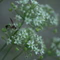 Photos: にらの花に　　スズメバチ？　アシナガバチ？
