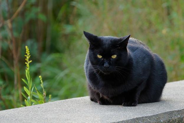 写真: 黒猫　=^_^=（1）