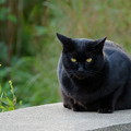 黒猫　=^_^=（1）