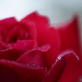 Photos: 赤いバラ