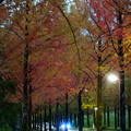 夕暮れのメタセコイアの並木道