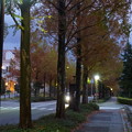 夕暮れのメタセコイアの並木道