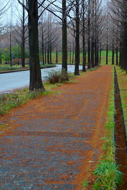 写真: 冬のオレンジのカーペット　　メタセコイア（2）