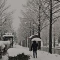 雪のバス停　ﾊｯｸﾁｮﾝ(*´д`)･∵