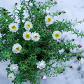 花かんざし     雪の中で