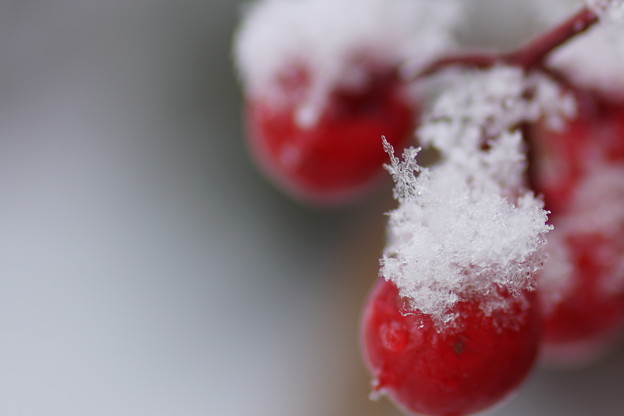 写真: 万両と雪の結晶