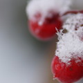 Photos: 万両と雪の結晶