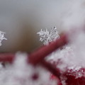 Photos: 万両の茎　　雪の結晶