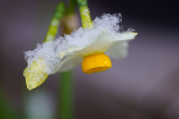 Photos: 水仙に雪の結晶