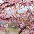 Photos: 満開の河津桜（2）　木場潟公園