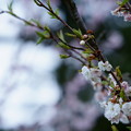 写真: 兼六園　冬桜