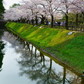 金沢城   お堀の満開の桜