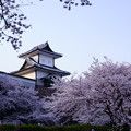 写真: 石川門　満開の桜