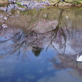 白鳥の湖　　桜咲く