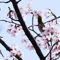 写真: 桜メジロ