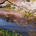 奥卯辰山健民公園　満開の桜　池