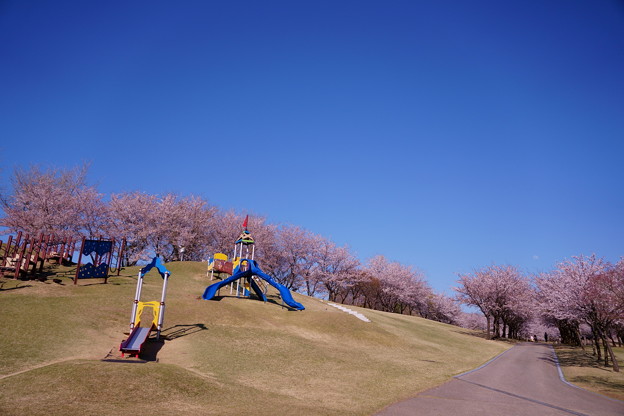 写真: 満開の桜  奥卯辰山健民公園
