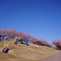 満開の桜  奥卯辰山健民公園