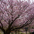 兼六園熊谷桜