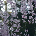 Photos: 八重紅枝垂れ桜