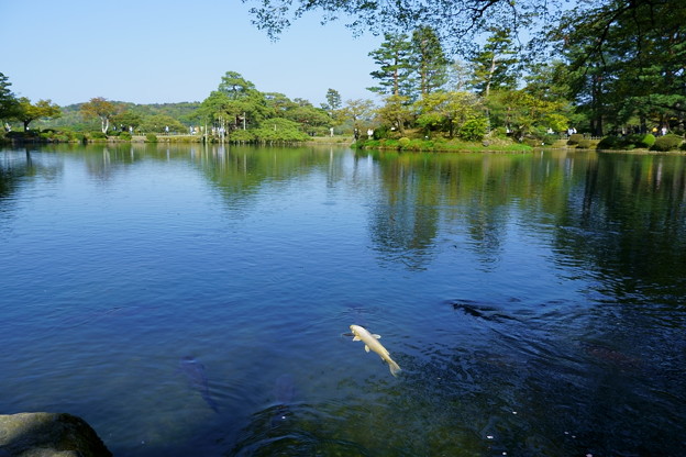 Photos: 霞が池　鯉