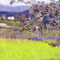 Photos: 菜の花と桜