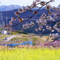 Photos: 菜の花と桜 (2)