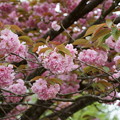 Photos: 満開の八重桜