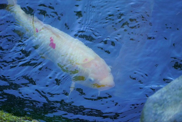 Photos: 霞が池の鯉