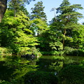 瓢池　新緑と赤松の木