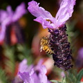 Photos: ラベンダーとミツバチ