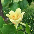 ユリノキの花（チューリップツリー）1