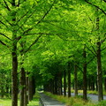 新緑のメタセコイアの並木道