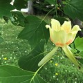 ユリノキの花　(チューリップツリー）2