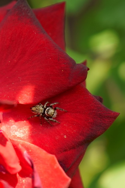 写真: 赤いバラが好き♪    … 可愛い？クモさん