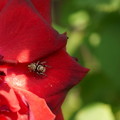 写真: 真紅のバラと蜘蛛