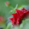 梅雨入り　　薔薇の滴