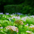 花菖蒲園の紫陽花