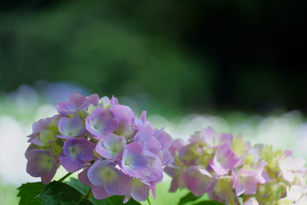 写真: 花菖蒲園の紫陽花