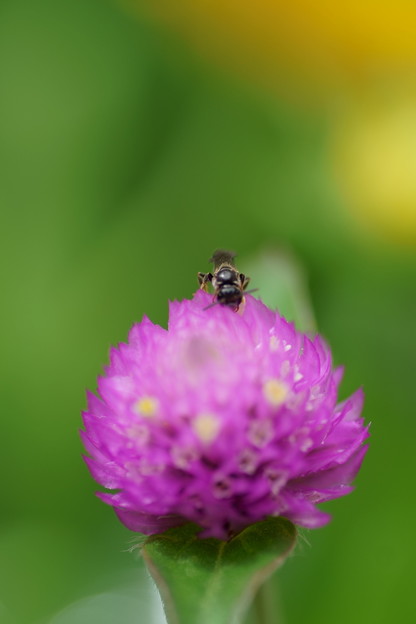 写真: センニチコウ　蜂