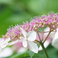 写真: 花菖蒲園のピンクのガクアジサイ