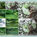 写真: 兼六園　瓢池　アオバズクと赤松