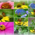 ７月の花と蝶　蜂