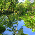 初秋の兼六園  瓢池　赤松の木