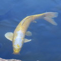 霞が池の鯉