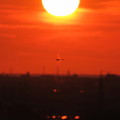 写真: 夕陽とトンボ