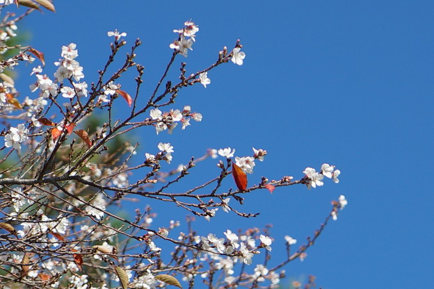 Photos: 十月桜と紅葉