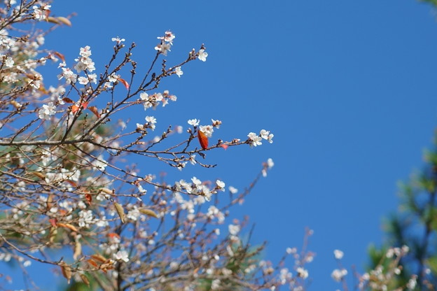 写真: 十月桜と紅葉（2）