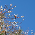 Photos: 十月桜と紅葉（2）