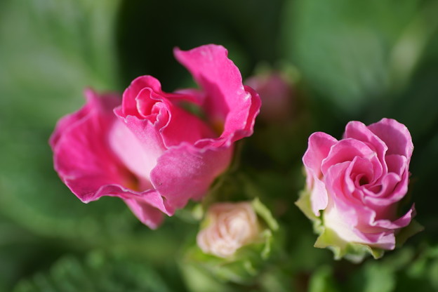 写真: 八重咲きプリムラ「イチゴのミルフィーユ」
